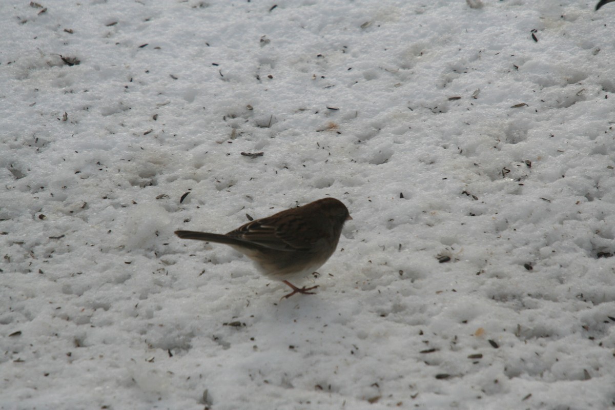 Dark-eyed Junco x White-throated Sparrow (hybrid) - ML632223713