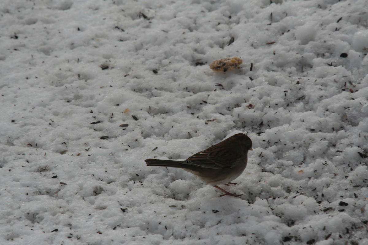 Dark-eyed Junco x White-throated Sparrow (hybrid) - ML632223714