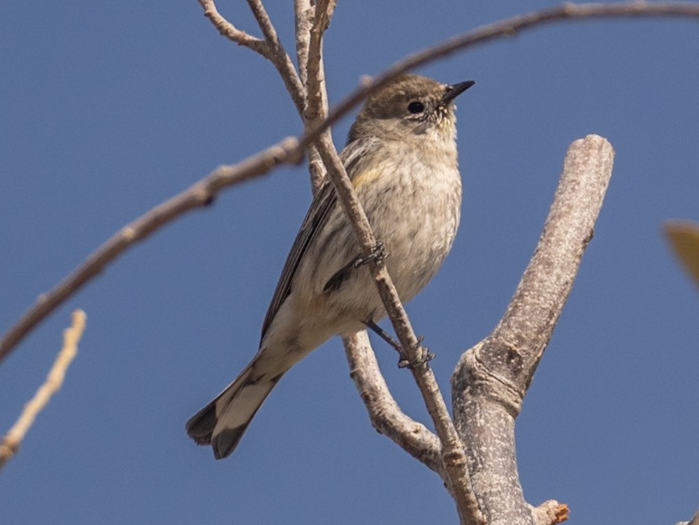 Yellow-rumped Warbler - ML632223867