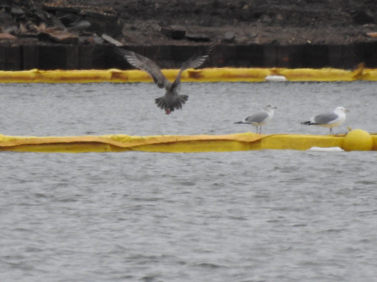 gull sp. - ML632224006