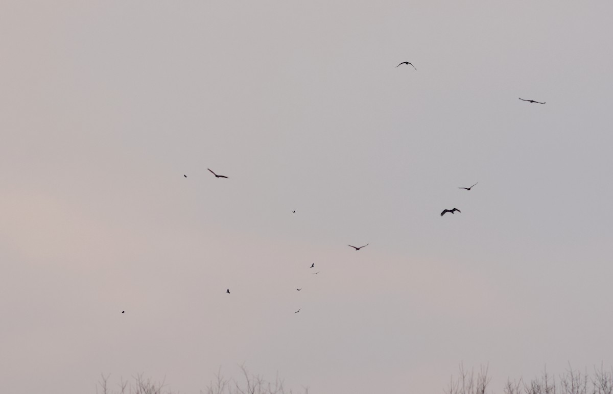 kalkunkondor - ML632224088