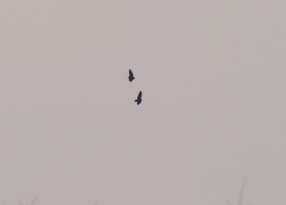 svartkondor - ML632224135