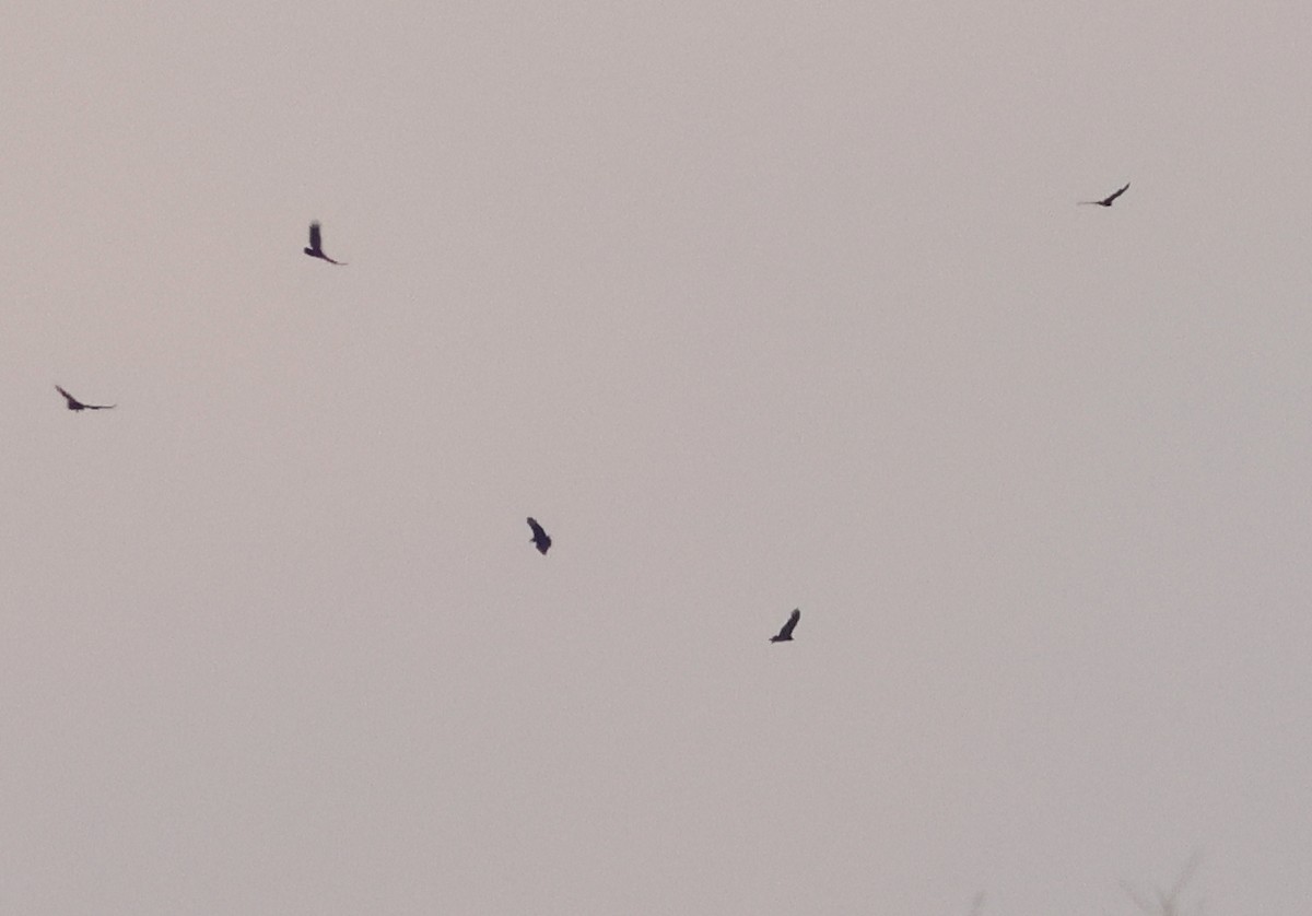 svartkondor - ML632224145