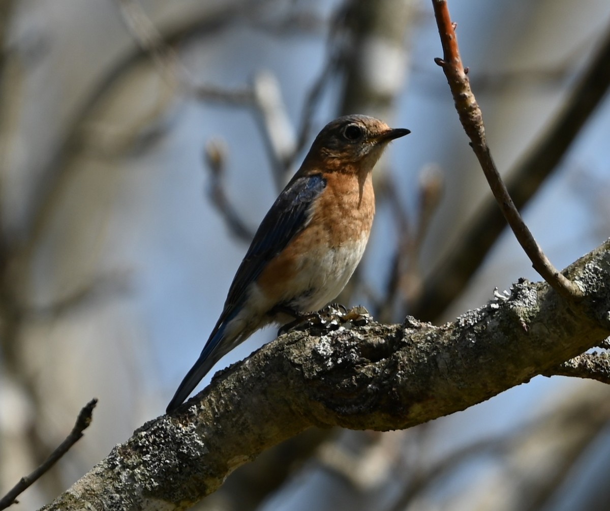 Eastern Bluebird - ML632224180