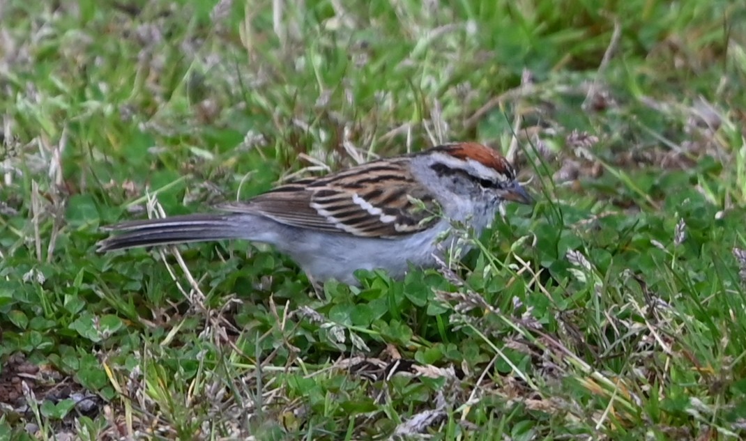 Chipping Sparrow - ML632224189
