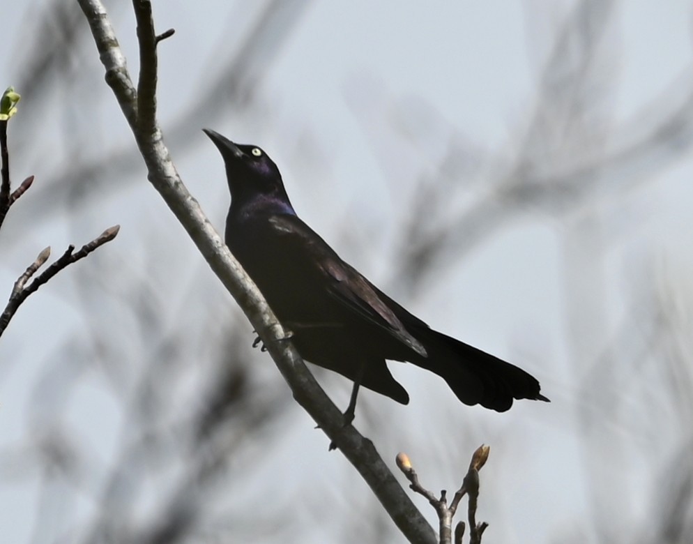 Common Grackle - ML632224242