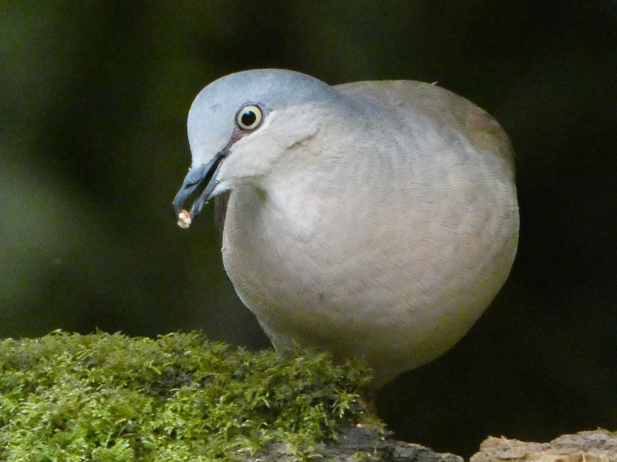 Colombe à calotte grise - ML632224368