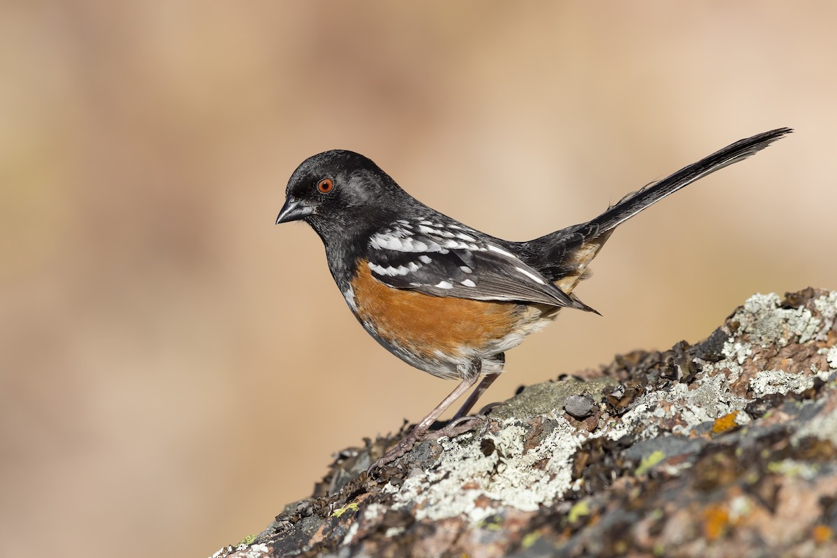 Spotted Towhee - ML632224419