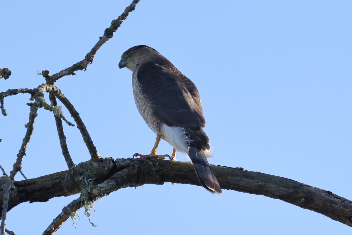 Cooper's Hawk - ML632224443