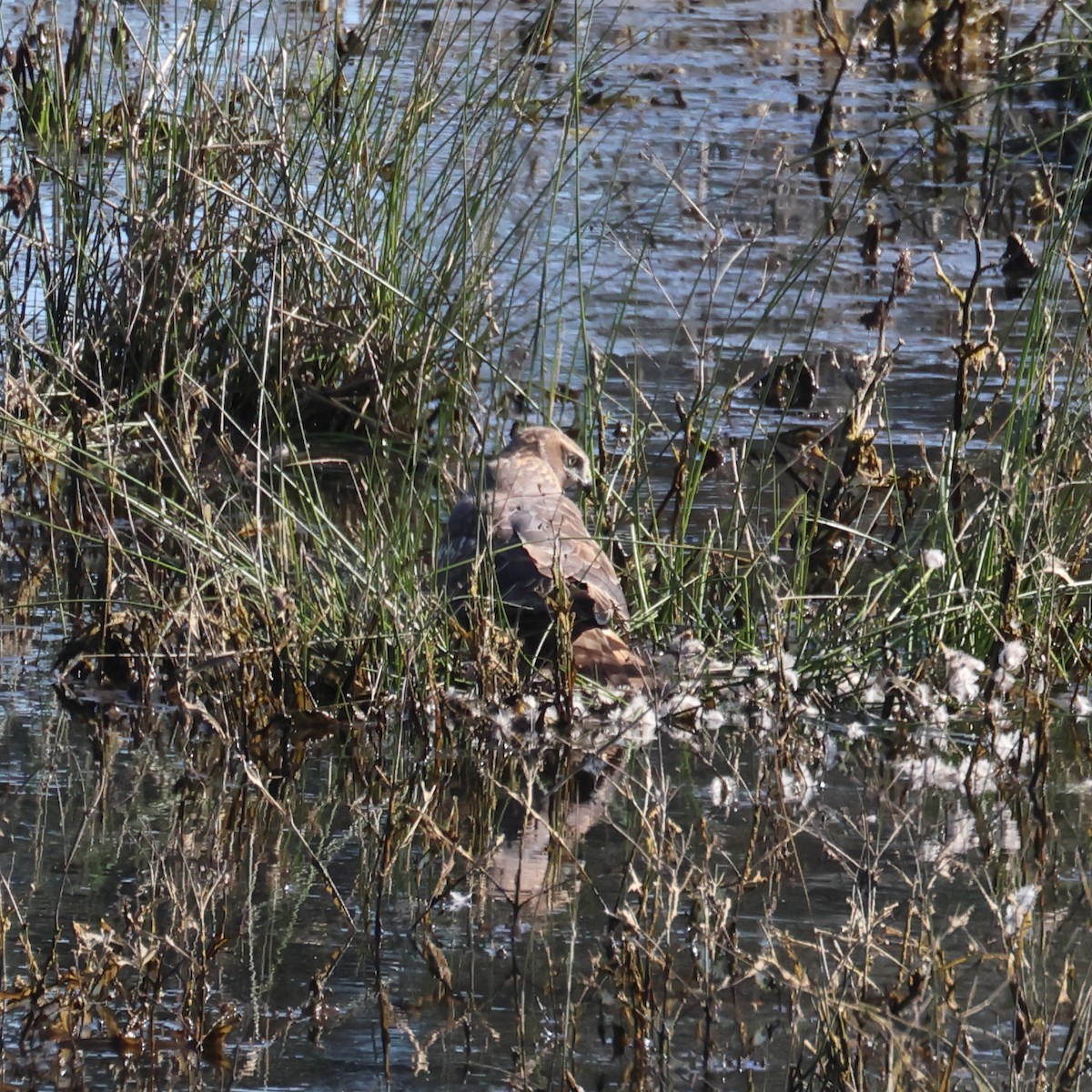 Northern Harrier - ML632224448