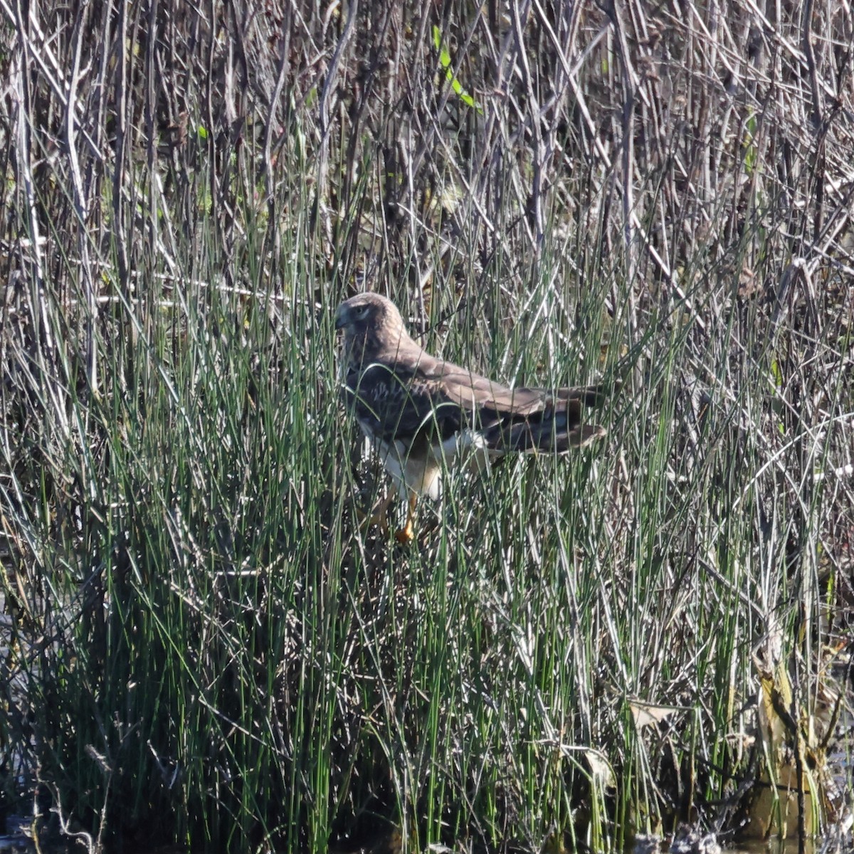 Northern Harrier - ML632224449