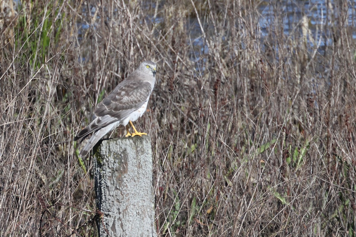 Northern Harrier - ML632224452
