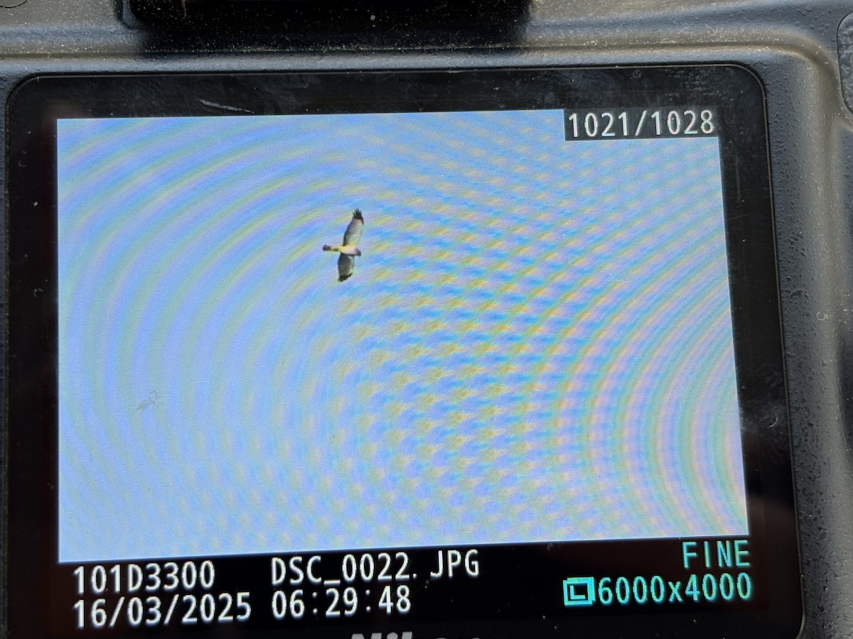 Northern Harrier - ML632224467