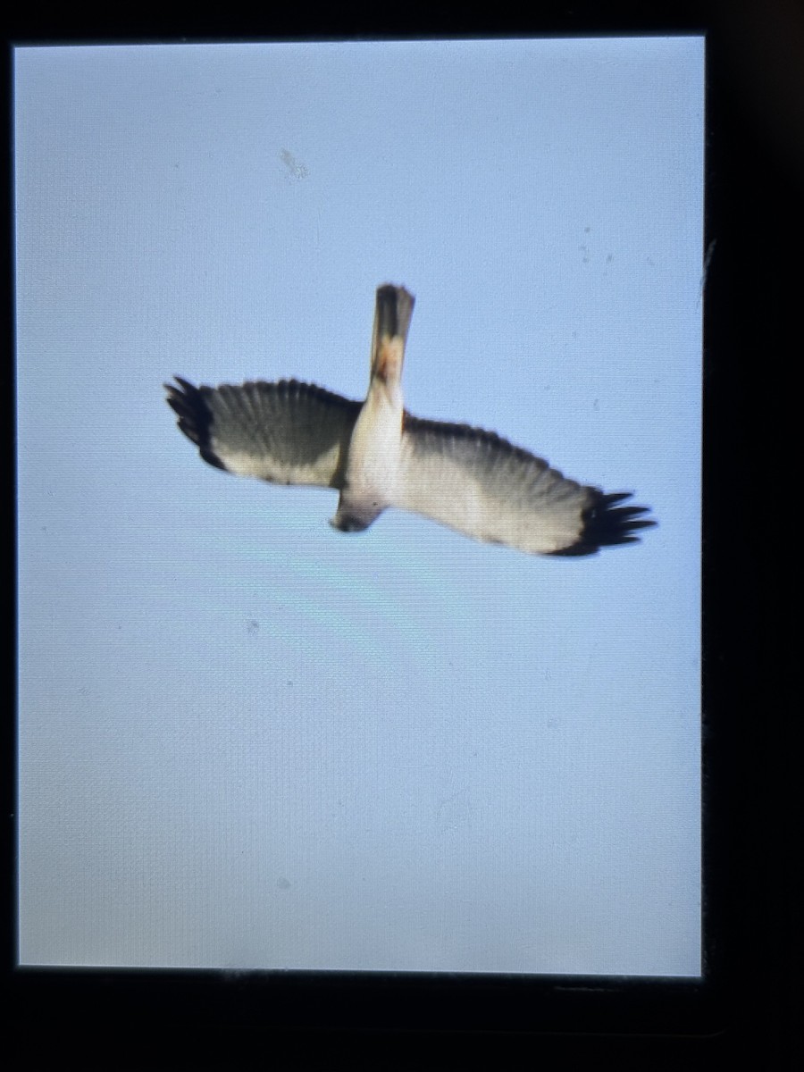 Northern Harrier - ML632224468