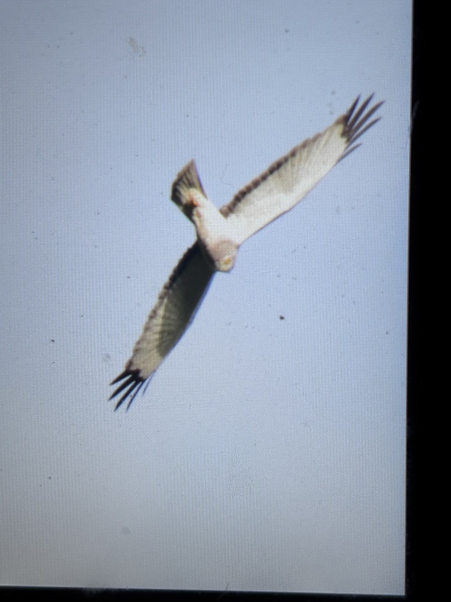 Northern Harrier - ML632224469