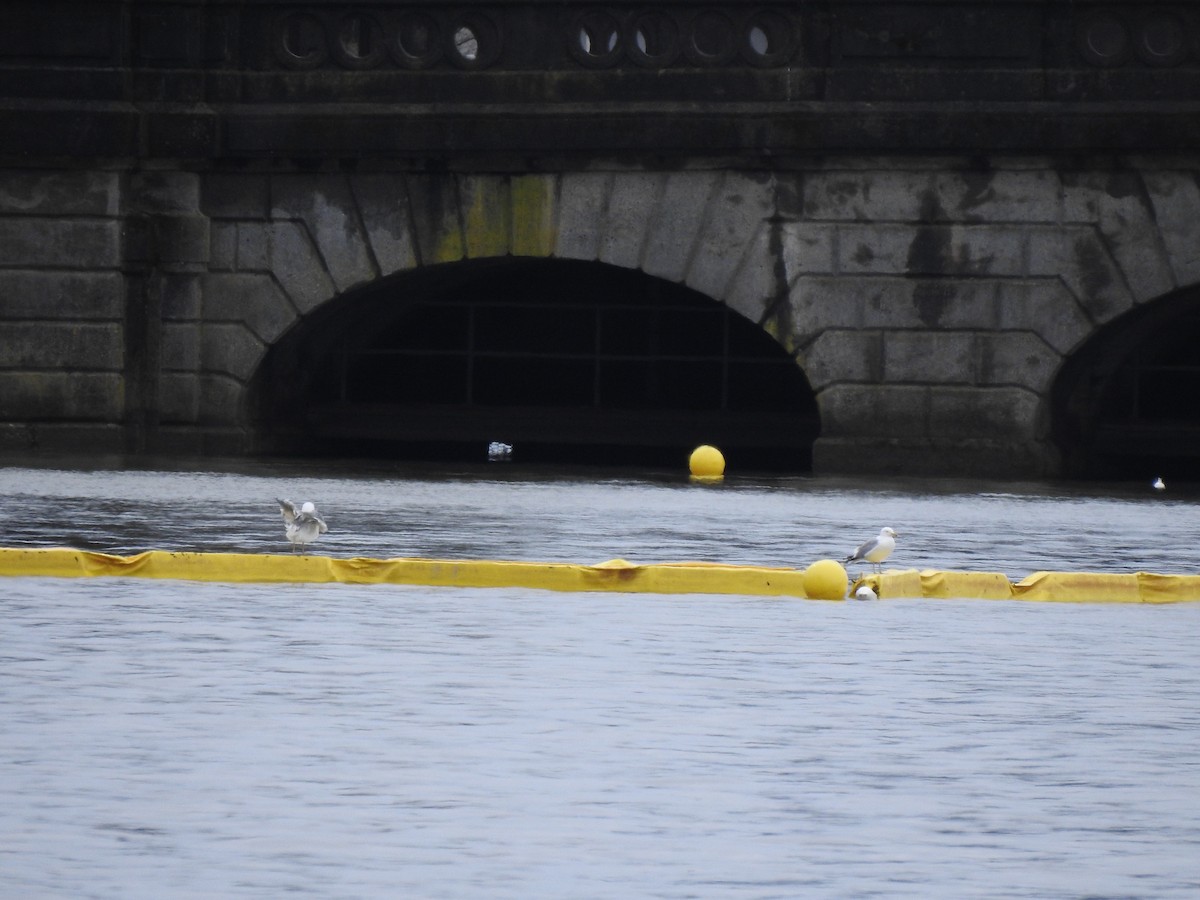 gull sp. - ML632224731