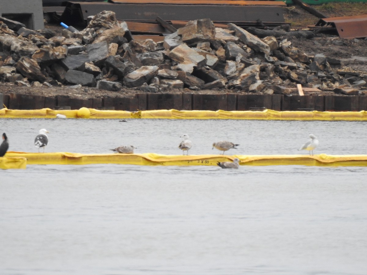 gull sp. - ML632224829