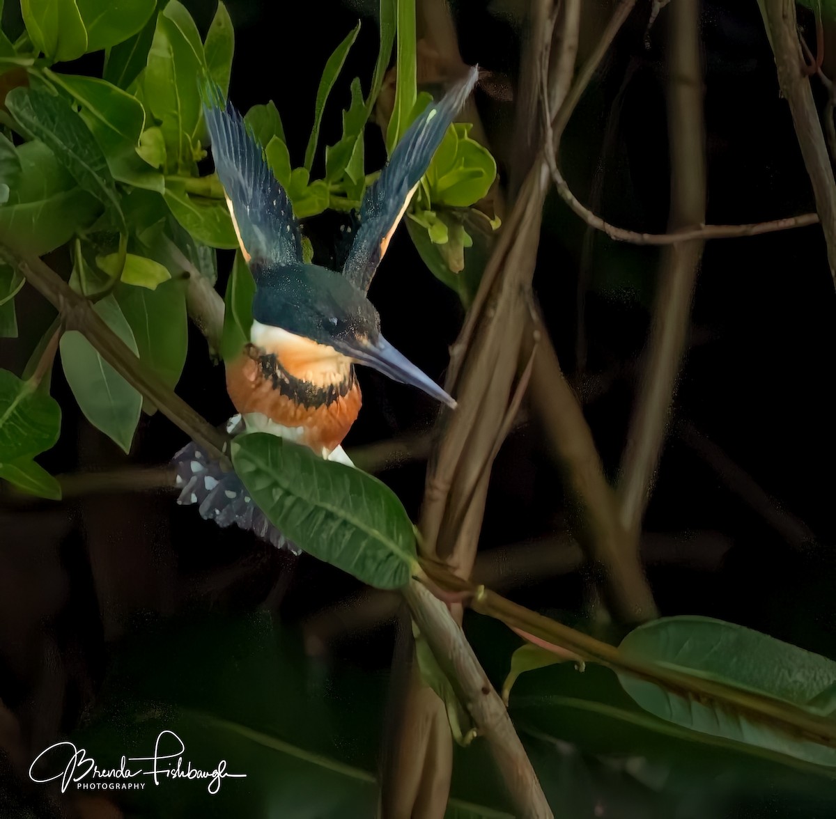 American Pygmy Kingfisher - ML632224835