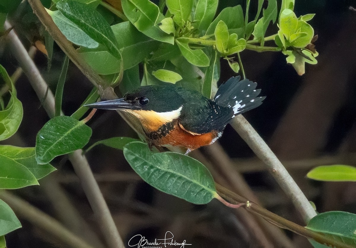 American Pygmy Kingfisher - ML632224836