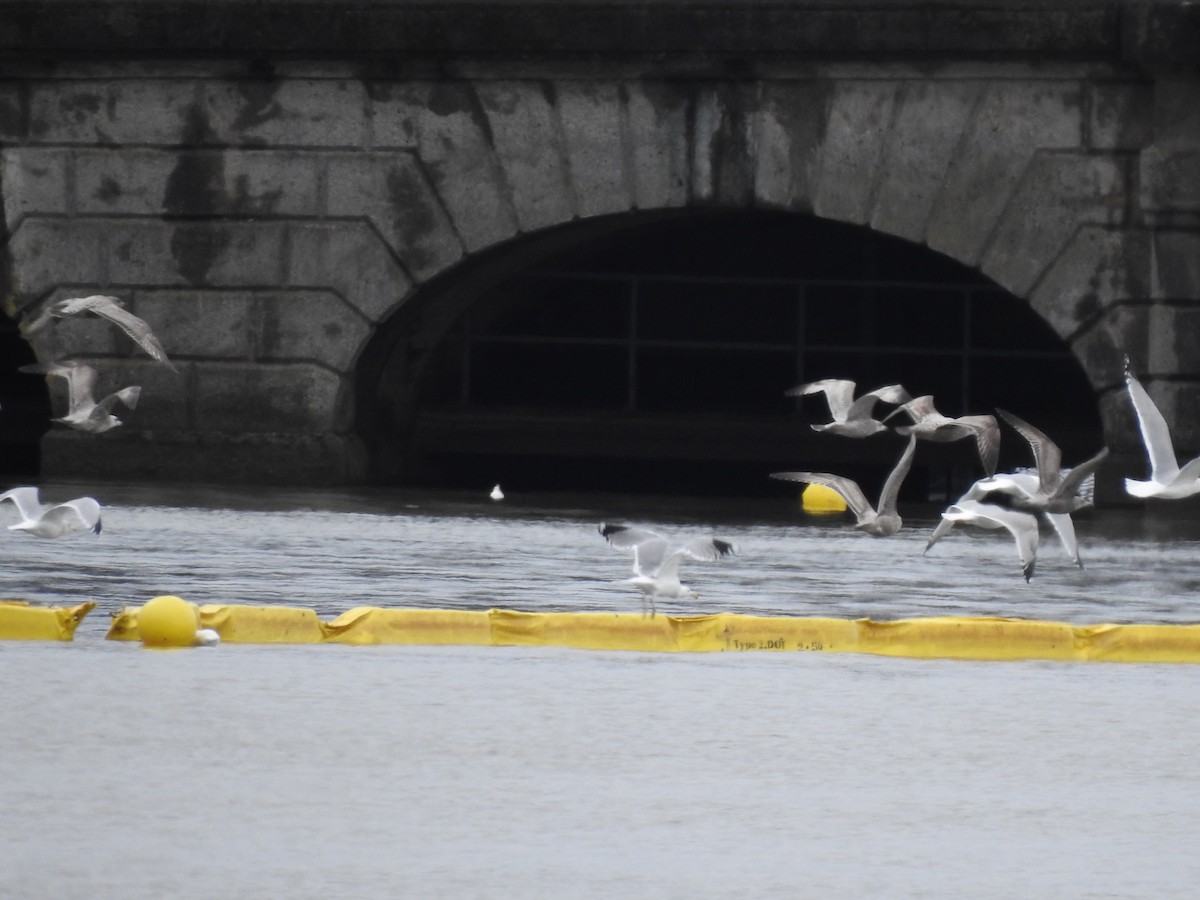 gull sp. - ML632224837