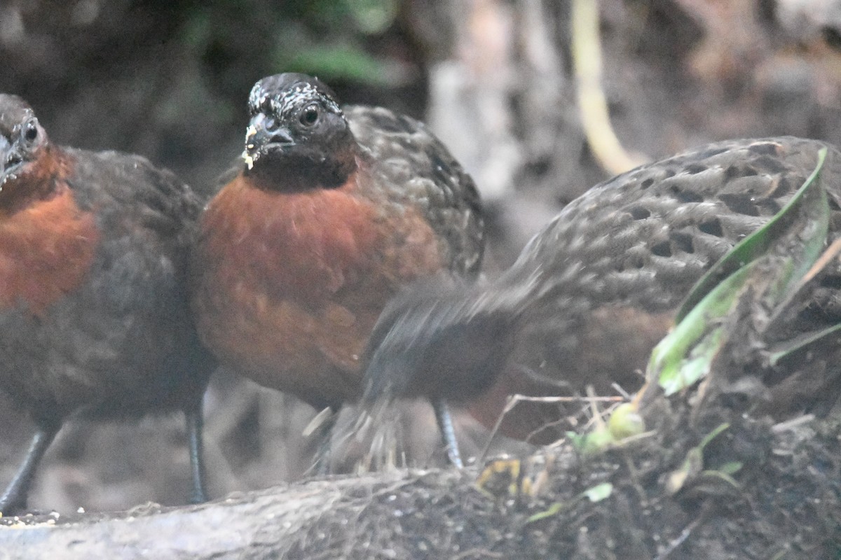 Rufous-breasted Wood-Quail - ML632224846