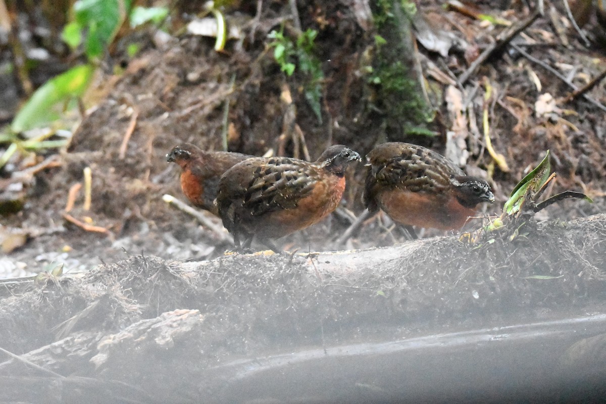 Rufous-breasted Wood-Quail - ML632224847