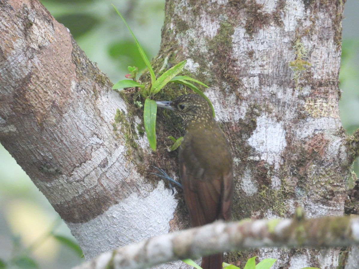 Spotted Woodcreeper - ML632224883