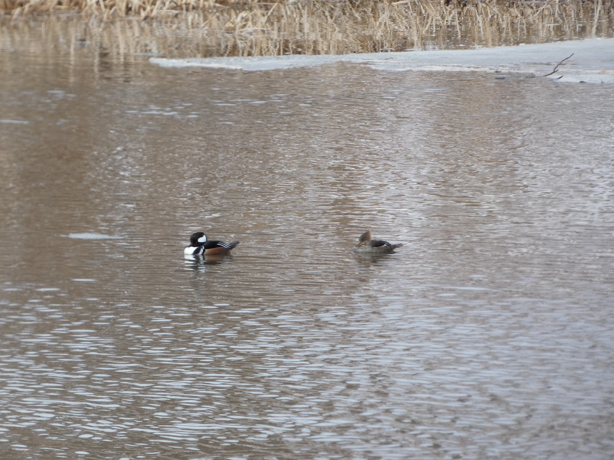 Hooded Merganser - ML632224890