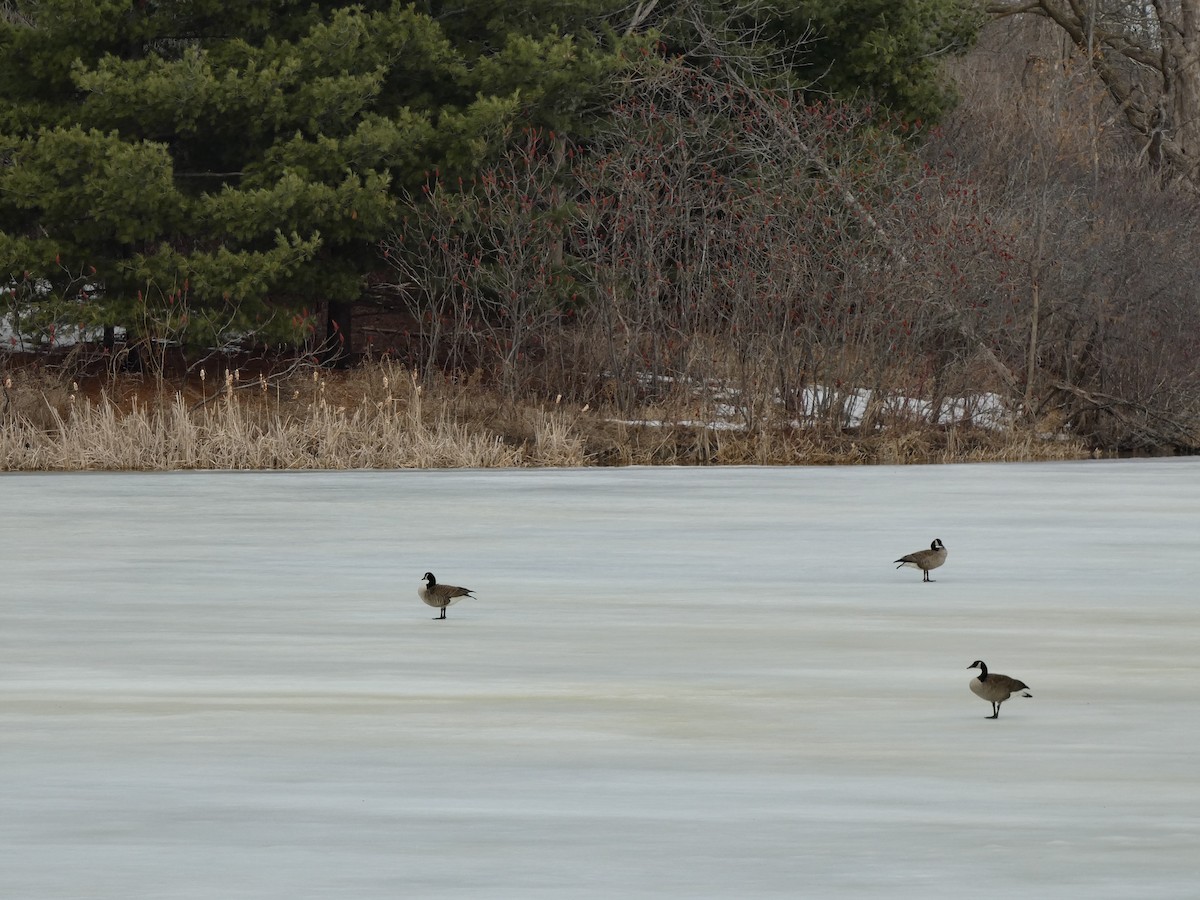 Канад галуу - ML632224896