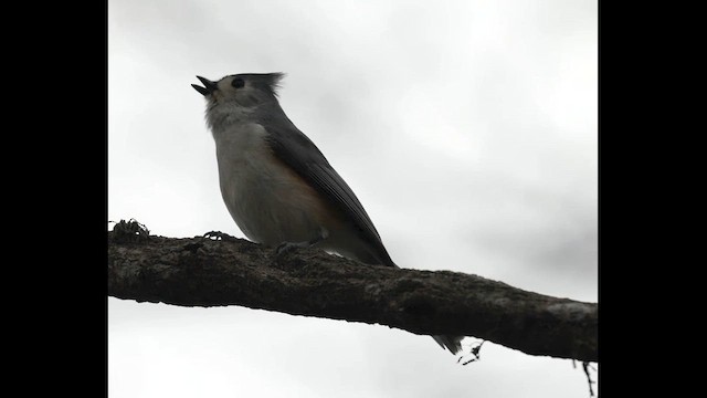 Tufted Titmouse - ML632224911