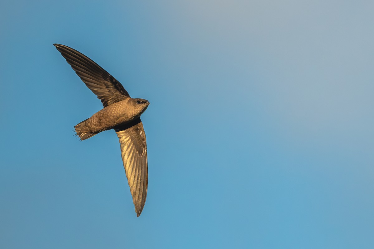 Chimney Swift - ML632224916