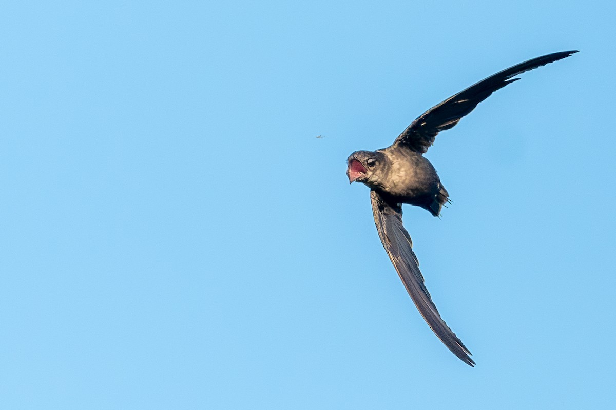 Chimney Swift - ML632224918