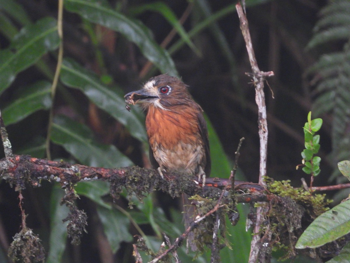 Moustached Puffbird - ML632224922