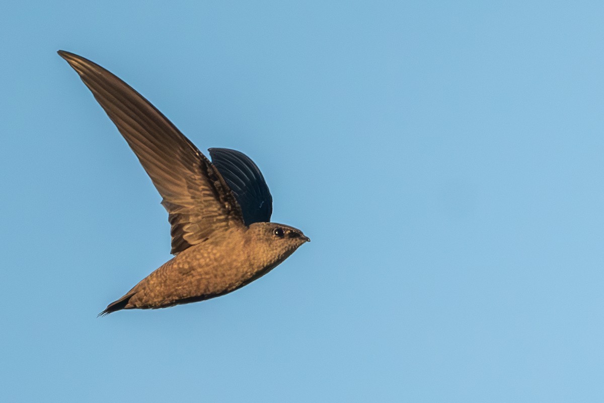 Chimney Swift - ML632224929