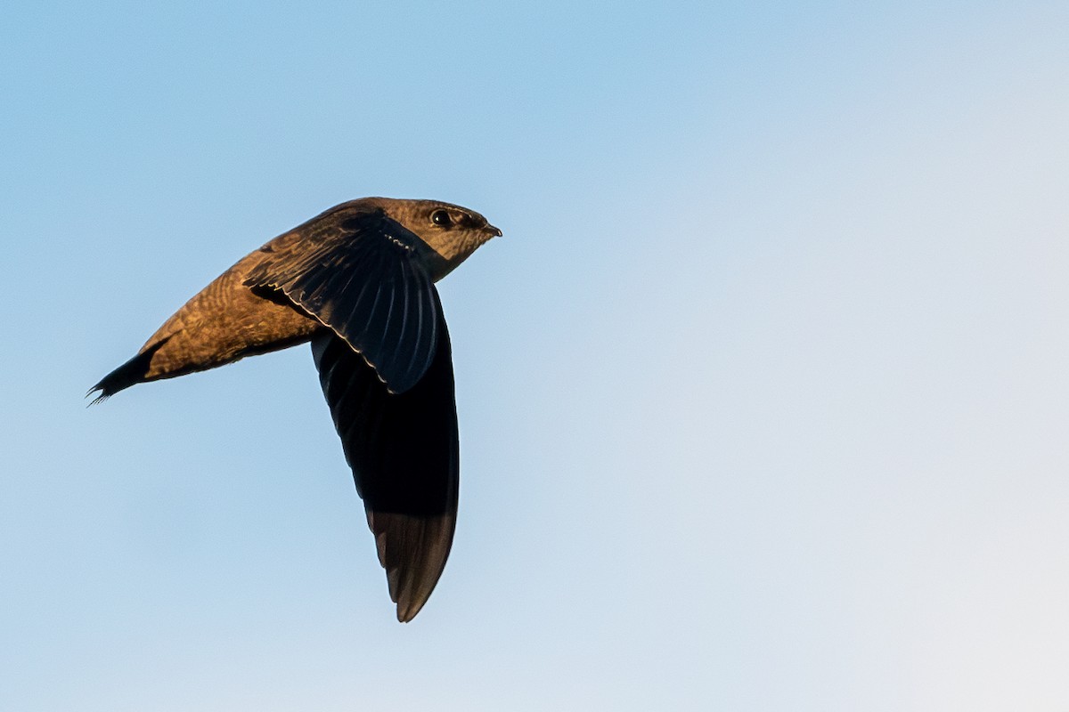 Chimney Swift - ML632224930