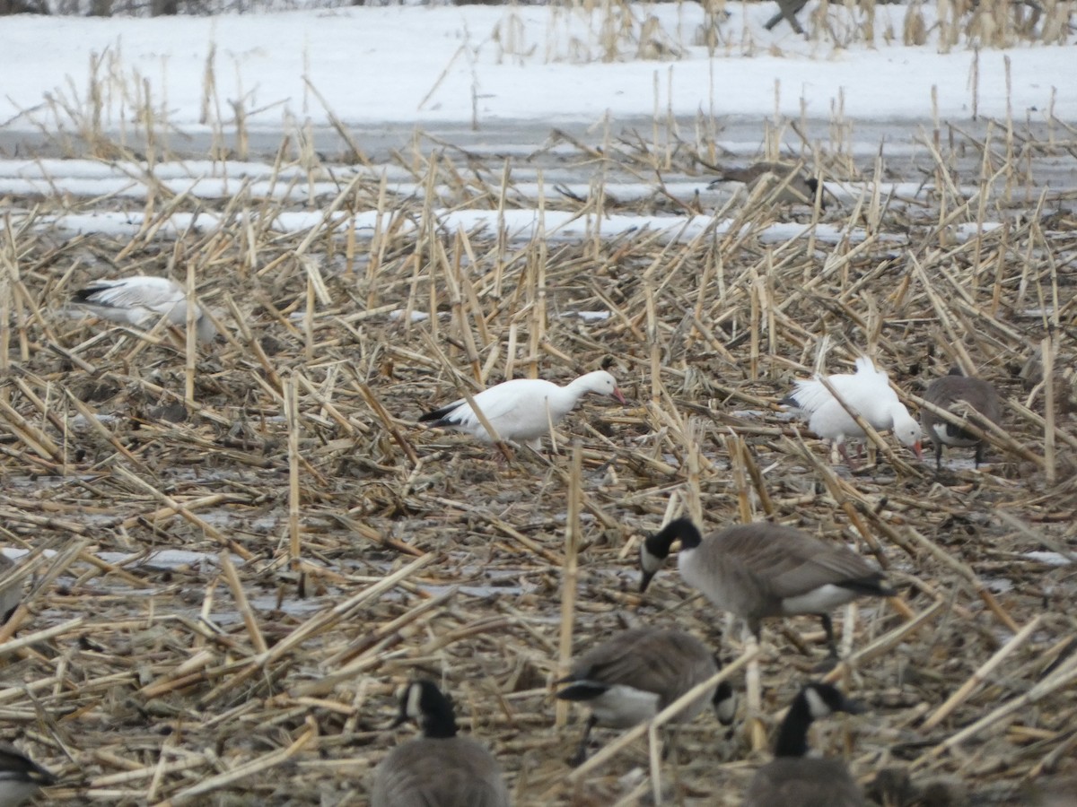 Цасны галуу - ML632224940