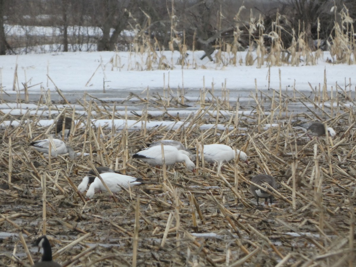 Цасны галуу - ML632224963