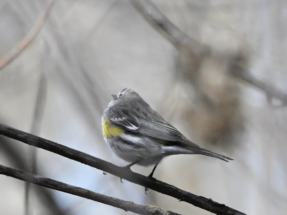 Yellow-rumped Warbler - ML632224973