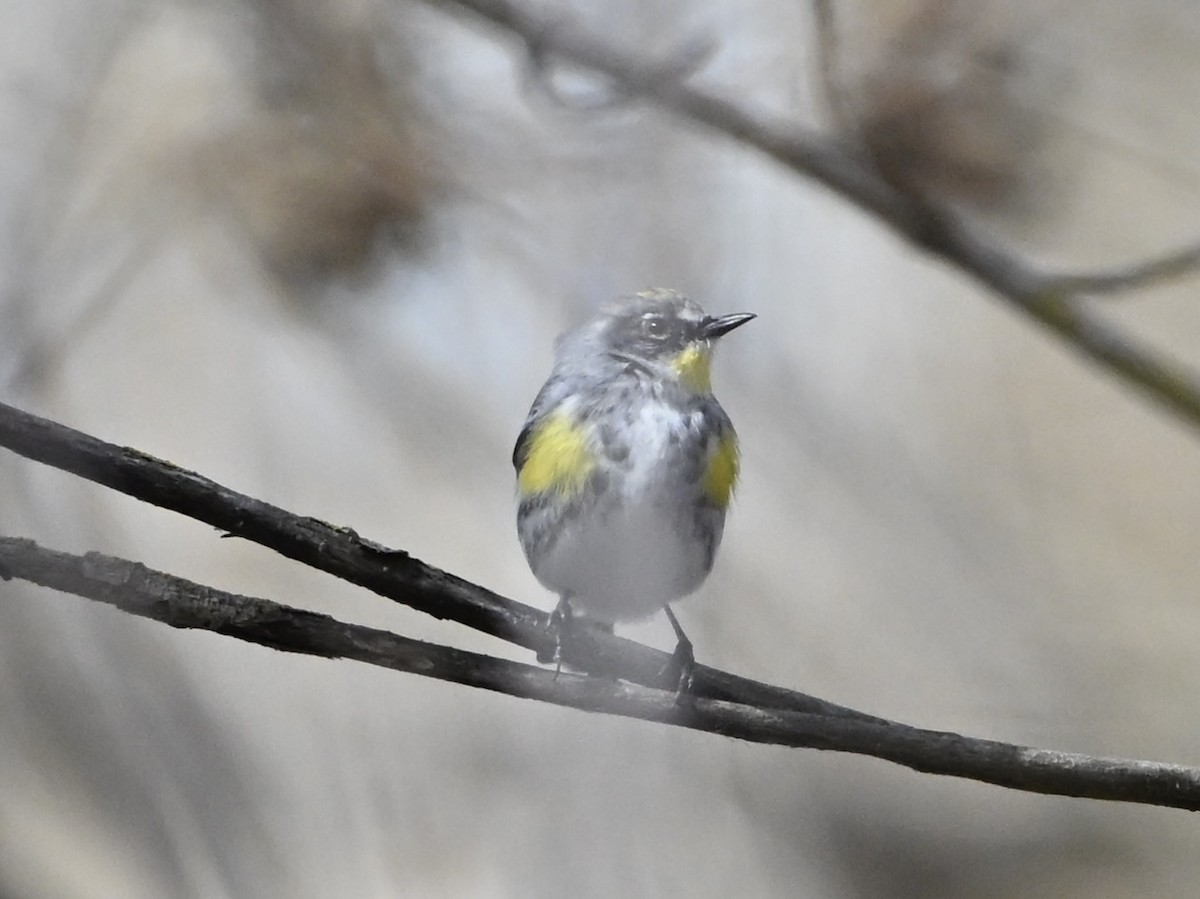 Yellow-rumped Warbler - ML632224974