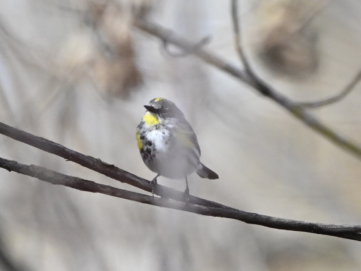 Yellow-rumped Warbler - ML632224975