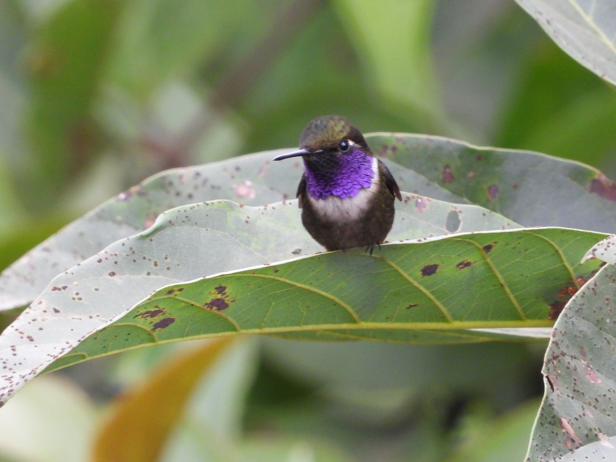 Purple-throated Woodstar - ML632225046