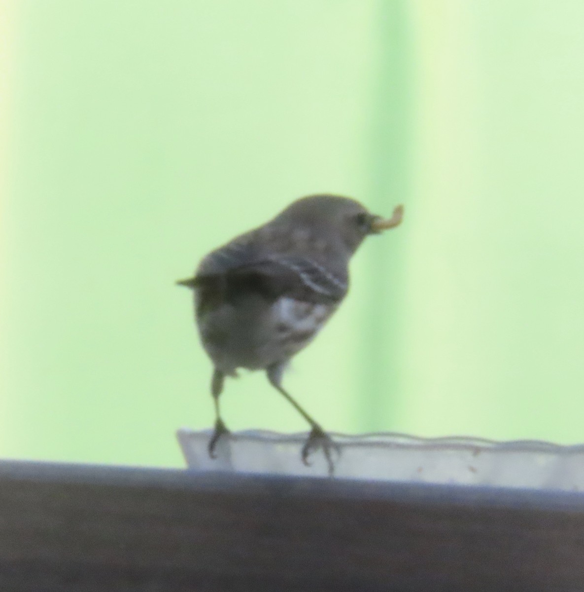 Yellow-rumped Warbler (Myrtle) - ML632225098