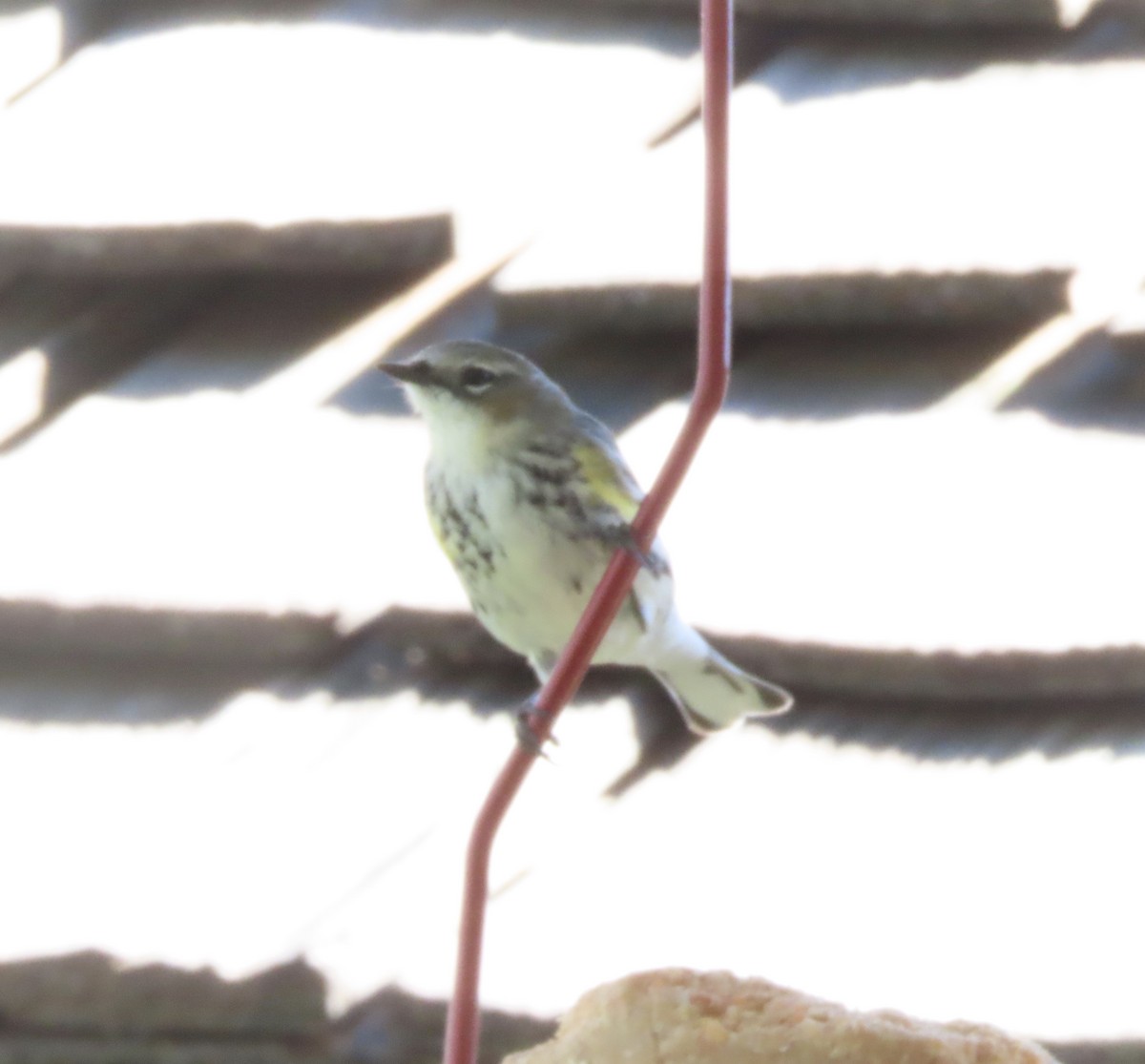 Yellow-rumped Warbler (Myrtle) - ML632225099