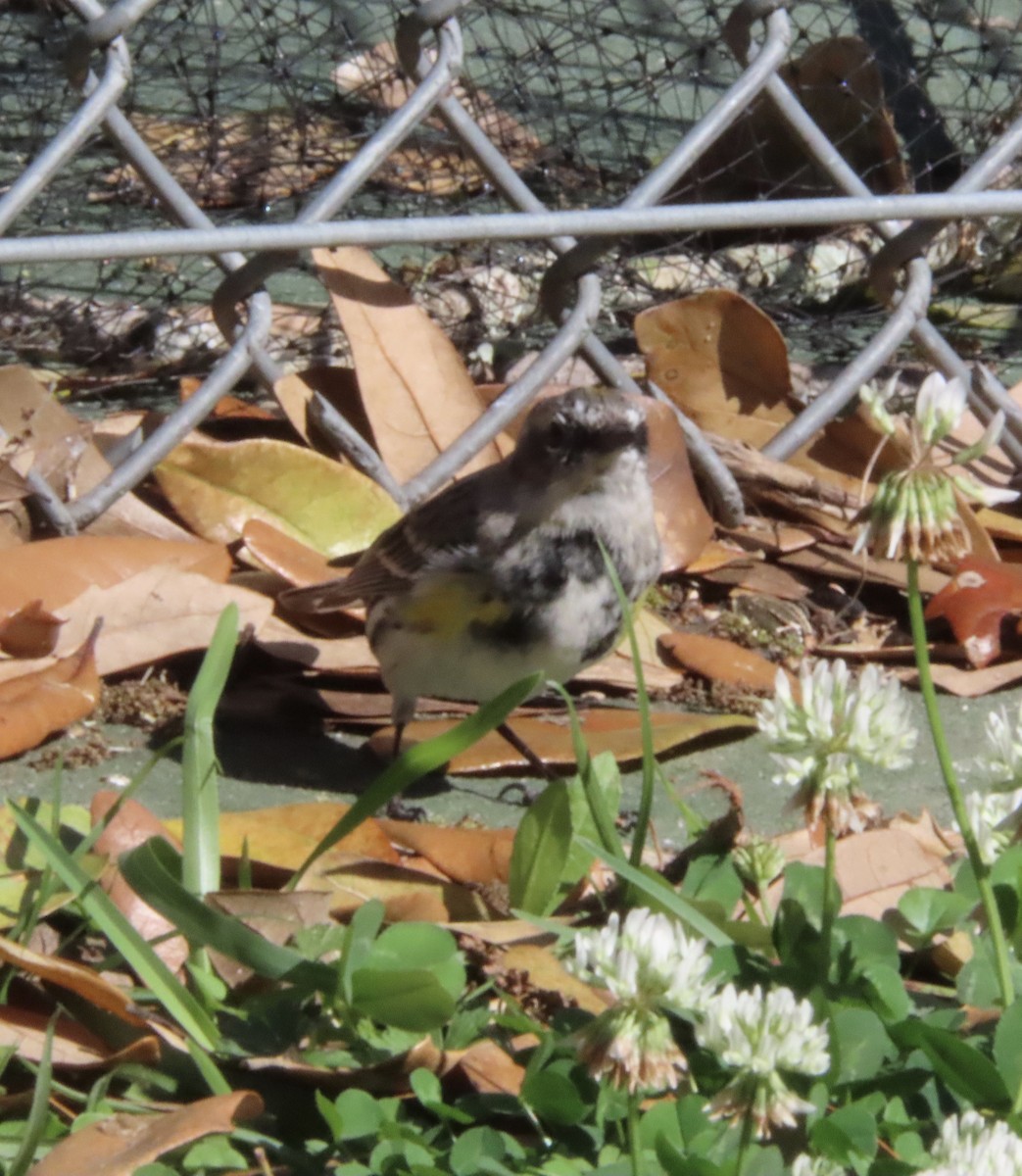 Yellow-rumped Warbler (Myrtle) - ML632225100
