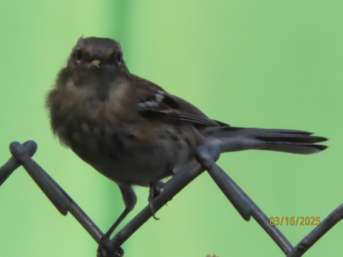 Yellow-rumped Warbler (Myrtle) - ML632225101