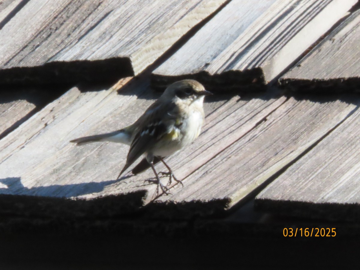 Yellow-rumped Warbler (Myrtle) - ML632225102