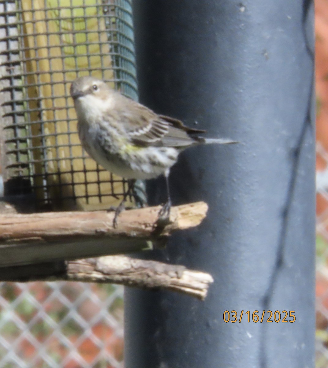 Yellow-rumped Warbler (Myrtle) - ML632225103