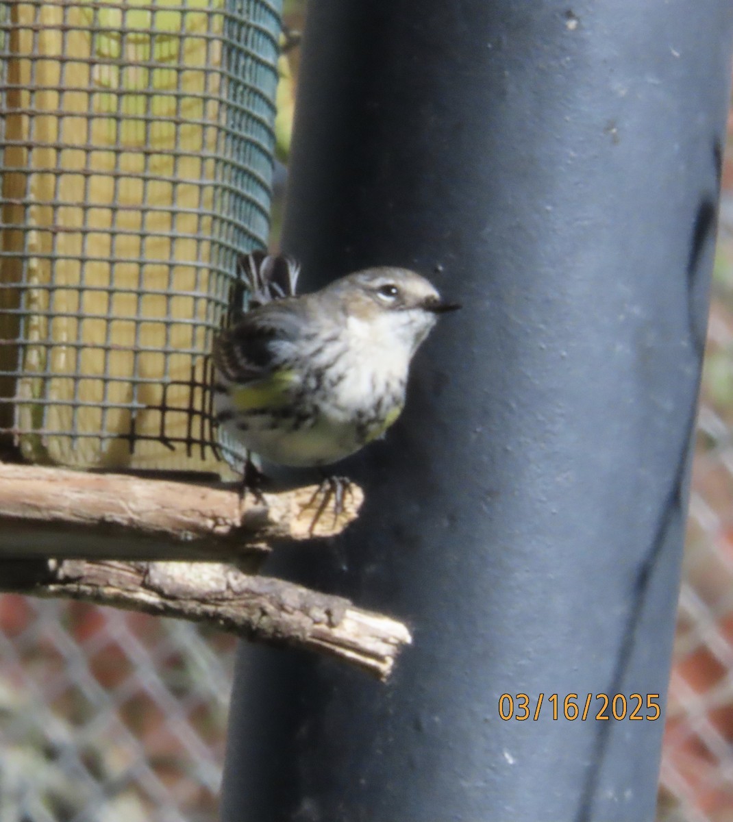 Yellow-rumped Warbler (Myrtle) - ML632225104