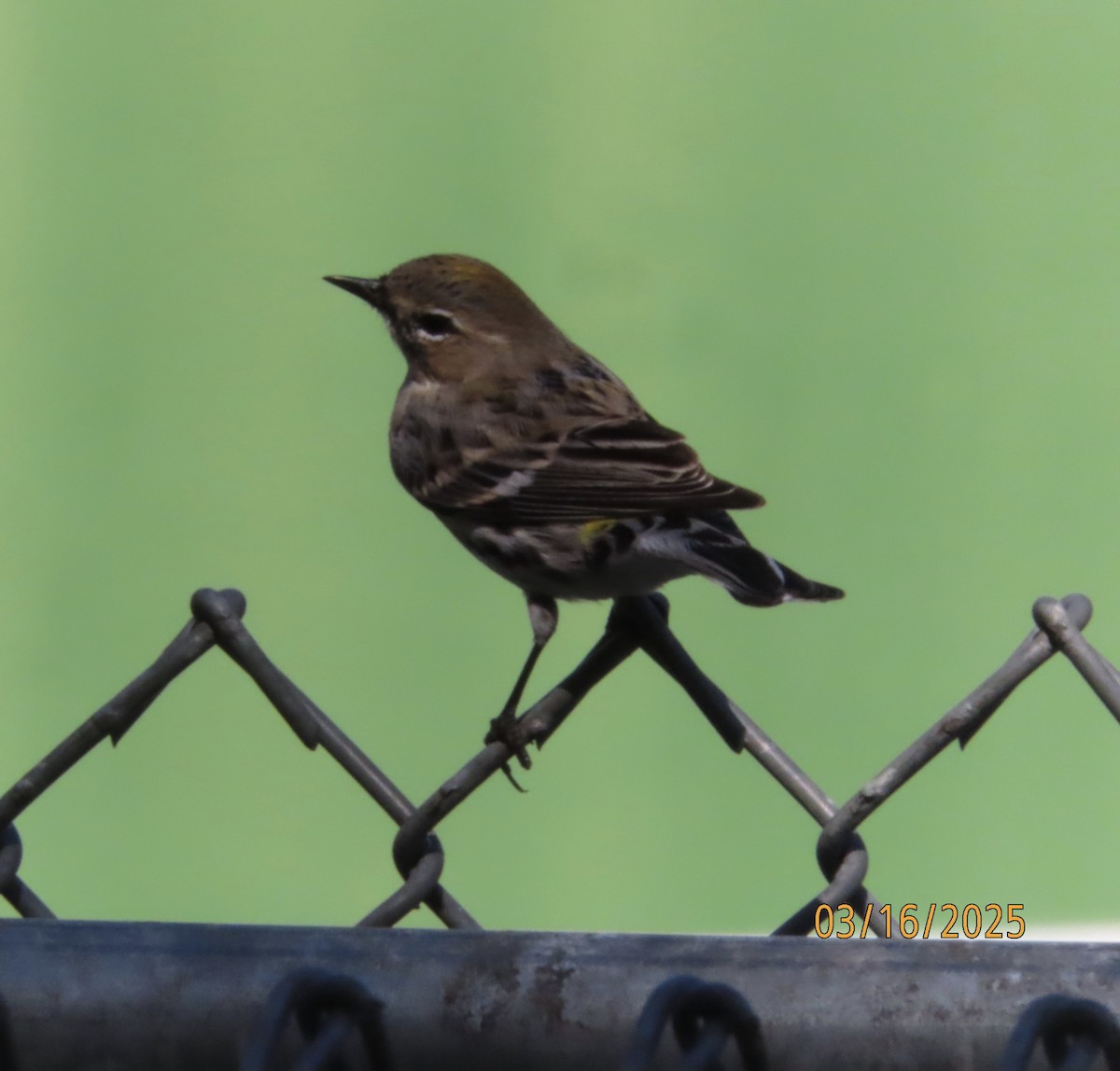 Yellow-rumped Warbler (Myrtle) - ML632225105