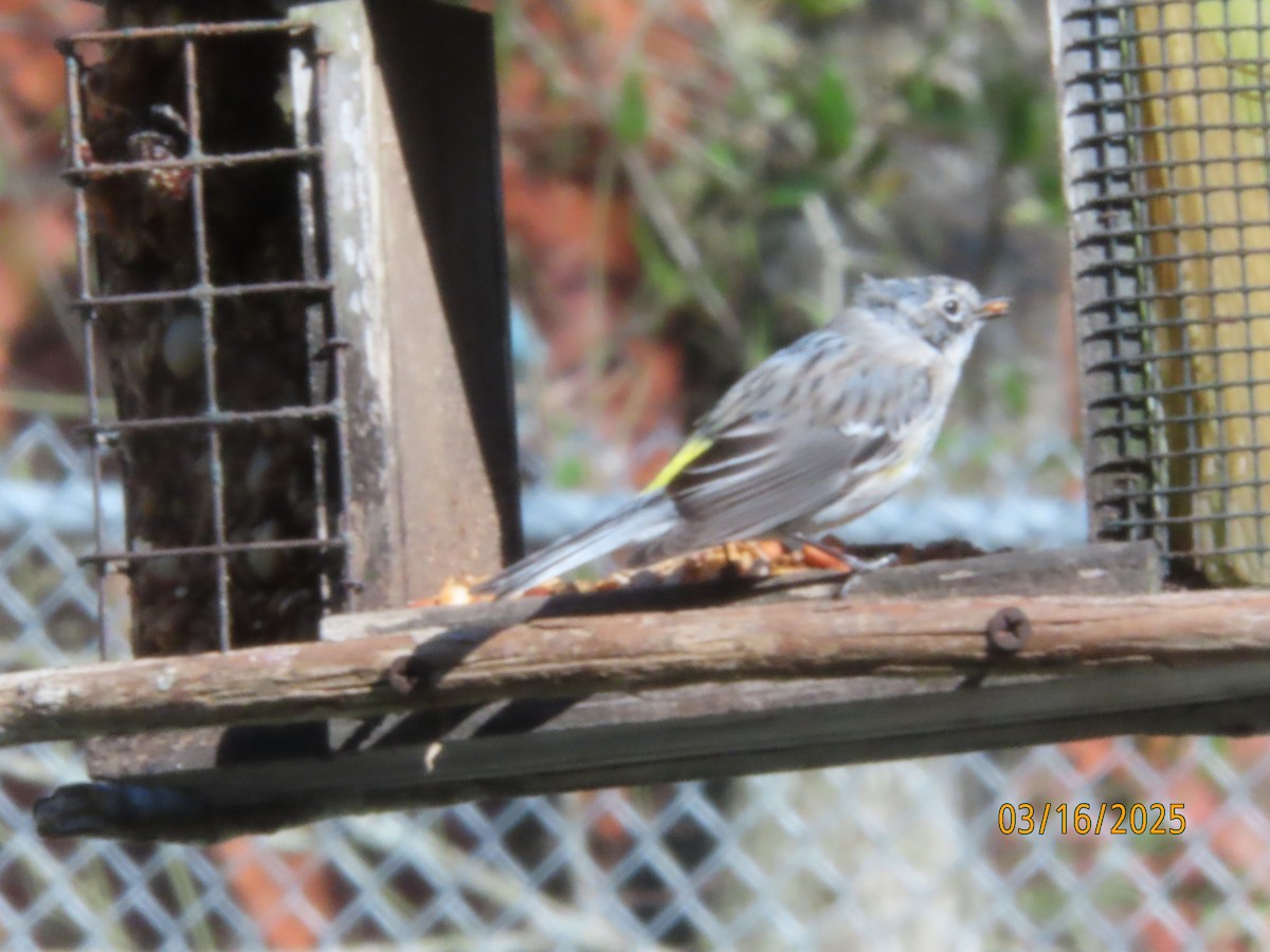 Yellow-rumped Warbler (Myrtle) - ML632225106